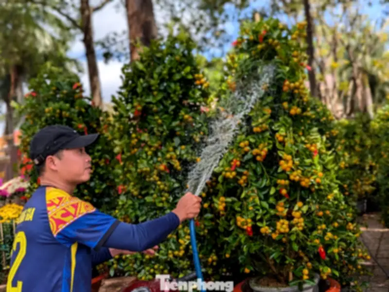 Quất, Mai Vùng Lũ Vượt Hàng Trăm Cây Số Lên Chợ Hoa Xuân Buôn Ma Thuột