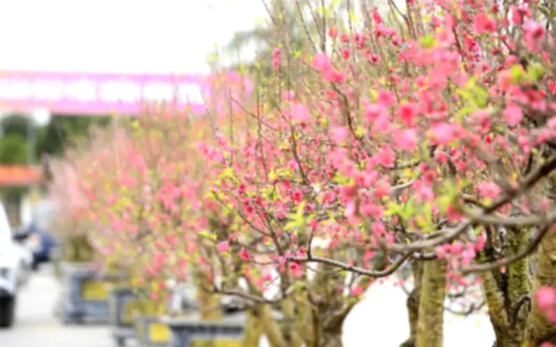 Quảng Trường Lam Sơn Rực Rỡ Hội Chợ Hoa Đào Sau Nhiều Năm Bị Cấm