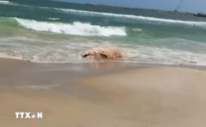 Quảng Trị Lên Phương Án Xử Lý Xác Cá Voi Trôi Dạt Vào Bờ Biển