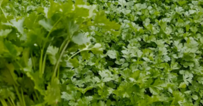 Rau Mùi: Gia Vị Quen Thuộc Giúp Hỗ Trợ Tiêu Hóa Và Giảm Đầy Hơi Hiệu Quả