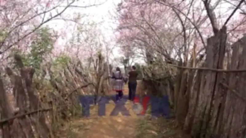 Rực Rỡ Sắc Đào Lung Cung Trên Các Núi Rừng Tây Bắc