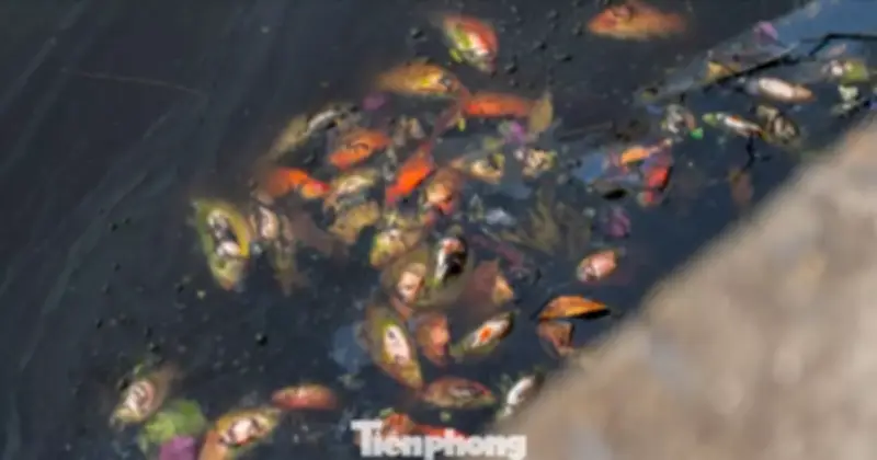 Thả cá ngày ông Táo: Phong tục đẹp bị biến tướng vì thiếu ý thức ở Quảng Ninh