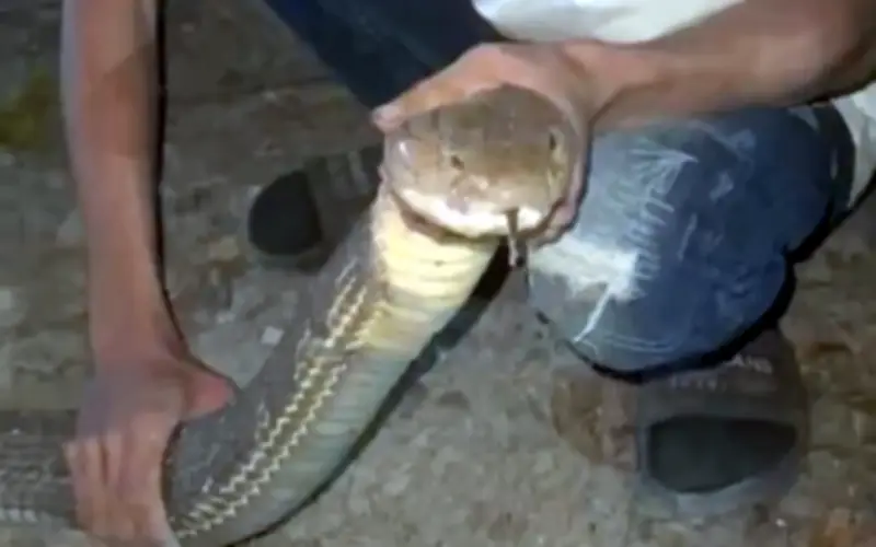 Rắn hổ mang chúa khổng lồ 4,2 mét xâm nhập chuồng gà ở Thái Lan