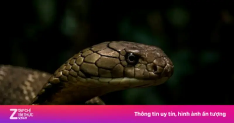 Rắn hổ mang chúa Ấn Độ lan rộng nhờ 'quá giang' tàu hỏa, dấy lên lo ngại mới