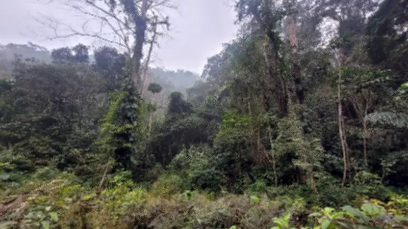 Rừng Gỗ Lớn: Áo Giáp Xanh Chống Thiên Tai Và Tài Sản Bền Vững Cho Tương Lai