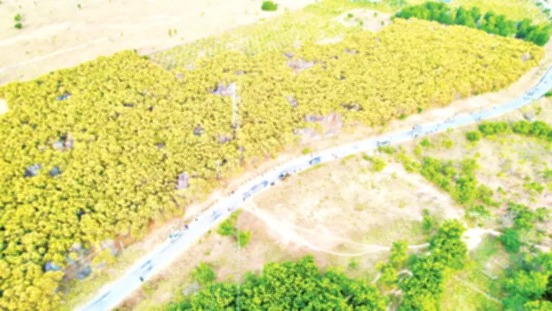 Rừng Keo Lá Tràm Nở Hoa Vàng Rực Rỡ Trở Thành Điểm Du Lịch 'Hot' Ở Lâm Đồng