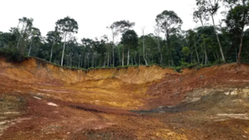 Rừng Tự Nhiên: 'Áo Giáp Xanh' Sinh Tồn Trước Thiên Tai Cực Đoan