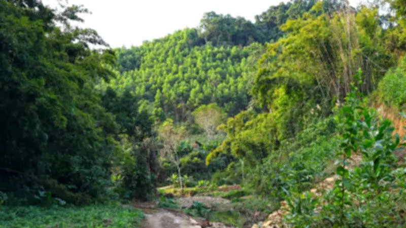 Rừng Việt Nam: Áo giáp xanh đối mặt thách thức từ chất lượng và cơ cấu