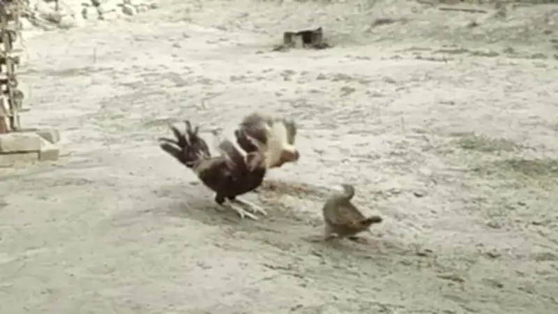 Gà Trống Bỏ Chạy Thục Mạng Trước Gà Gô: Kịch Bản Không Ai Ngờ