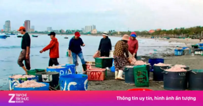 Ruốc biển Đà Nẵng trúng mùa nhưng rớt giá, ngư dân lo lắng trước thềm Tết