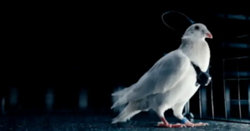 Nga gây chấn động với chip não biến bồ câu thành thiết bị bay không người lái sinh học