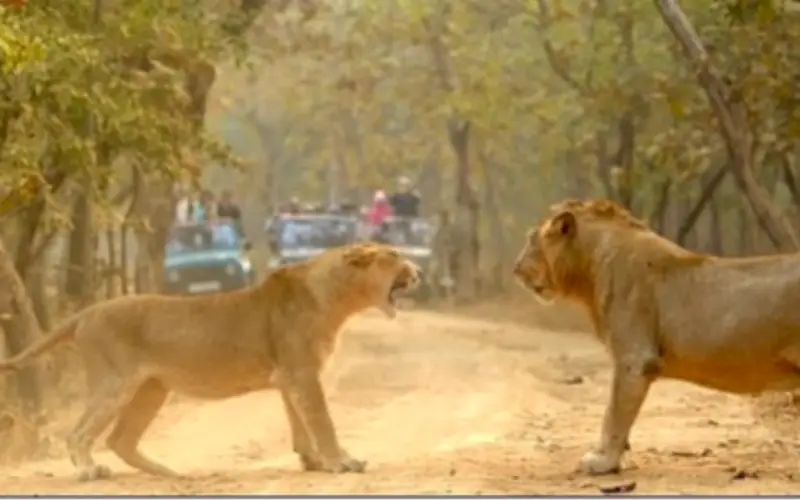 Sư tử cái dũng cảm đối đầu sư tử đực tại Vườn quốc gia Gir gây sốt mạng