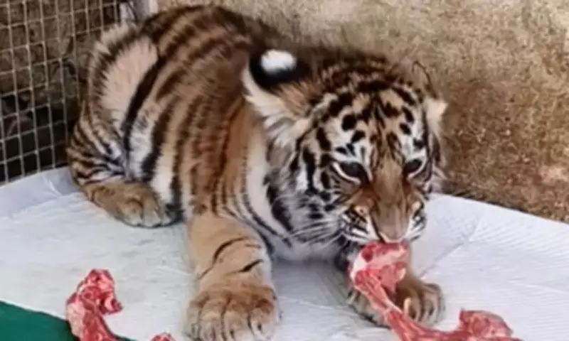 Sở thú Trung Quốc bị đình chỉ vì dùng video hổ chết để kêu gọi quyên góp trực tuyến