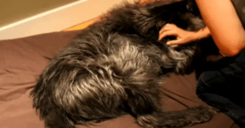 Sự thật bất ngờ: Chó đạp chân khi gãi bụng không phải vì sướng mà là phản xạ sinh tồn