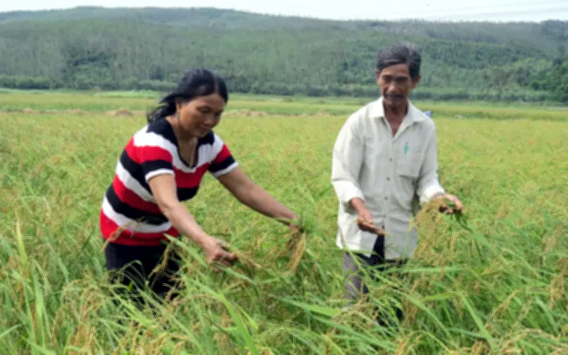 Nếp Ngự Sa Huỳnh: Hương Vị Tết Đoàn Viên Và Giai Thoại Tiến Vua