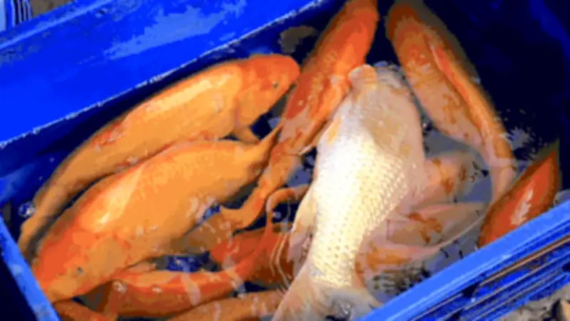 Người dân TPHCM 15 năm thả cá đưa ông Táo về trời, gìn giữ truyền thống cuối năm