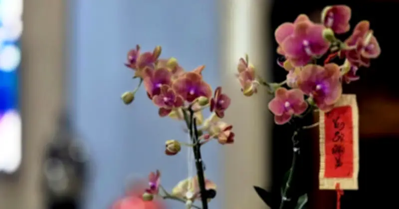 Sau Tết, điều còn đọng lại là gì? - Những giá trị văn hóa truyền thống bền vững