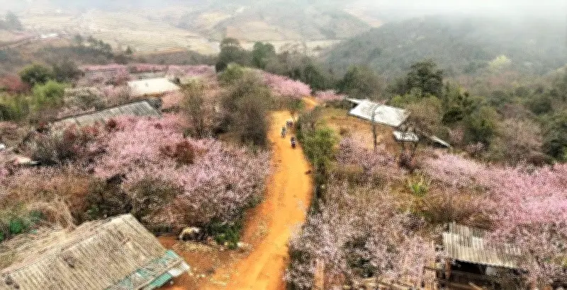 Sắc Đào Lùng Cúng: Bức Tranh Xuân Huyền Ảo Giữa Núi Rừng Tây Bắc