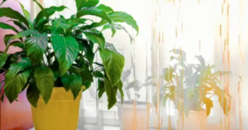 Bí quyết giúp cây lan ý nở hoa rực rỡ: Vị trí đặt cây quan trọng hơn cả phân bón