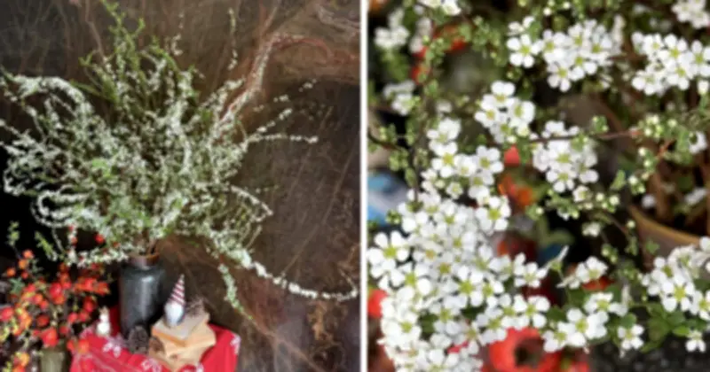 Bí quyết chăm sóc tuyết mai nở rộ đúng dịp Tết Nguyên đán