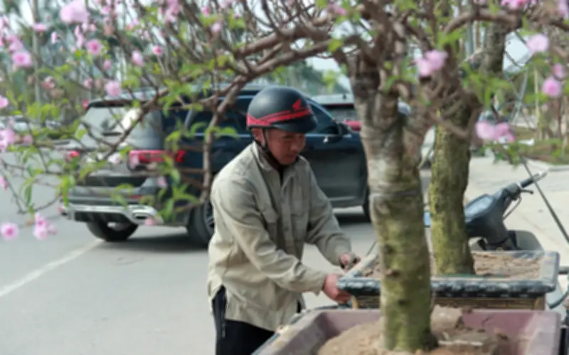 Sôi động nghề chở cây Tết tại Hà Tĩnh: Lao động tự do 'chạy đua' kiếm tiền dịp cuối năm