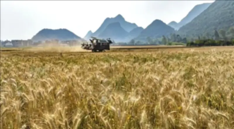 Bạc tăng mạnh nhờ USD suy yếu, lúa mì chịu áp lực từ nguồn cung dồi dào