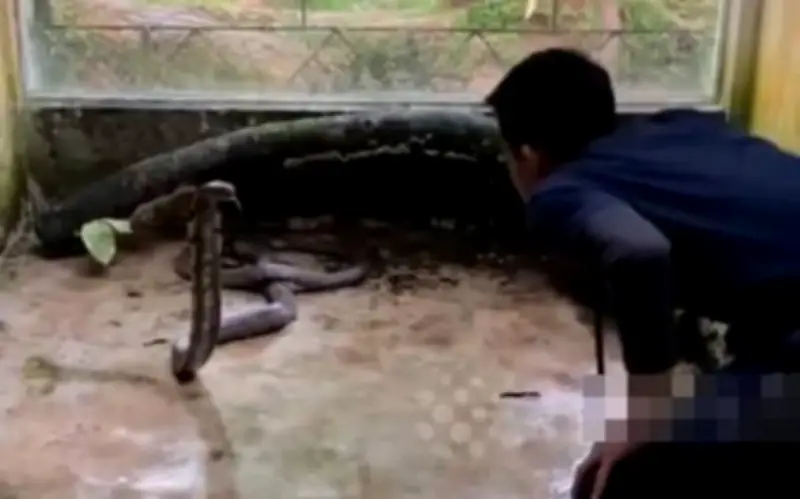 Sinh viên Philippines tử vong vì rị rắn hổ mang cứu hộ, dù từng thoát chết trước đó