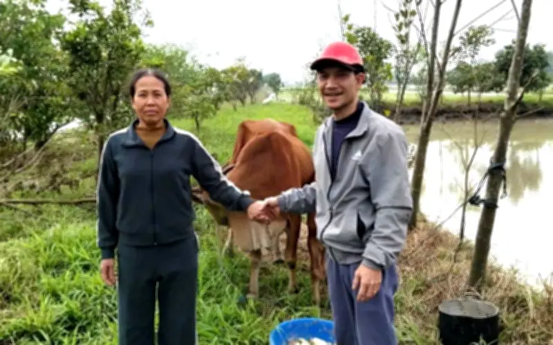Sáng Mùng 3 Tết, Người Đàn Ông Hải Phòng Bất Ngờ Nhận Lại Cặp Bò Bị Lạc