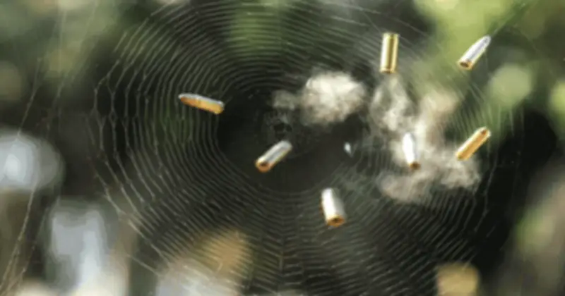 Giải Mã Thành Công Bí Mật Tơ Nhện Siêu Bền, Mở Ra Kỷ Nguyên Vật Liệu Mới