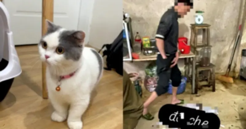 Sinh viên khóc nghẹn khi chủ lò mổ đòi 6 triệu chuộc mèo, dọa livestream làm thịt