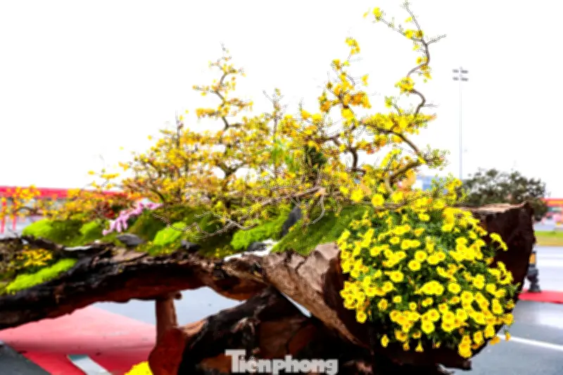 Choáng ngợp siêu phẩm mai vàng 'Vạn lộc nghinh xuân' giá 799 triệu đồng đón Tết Bính Ngọ 2026