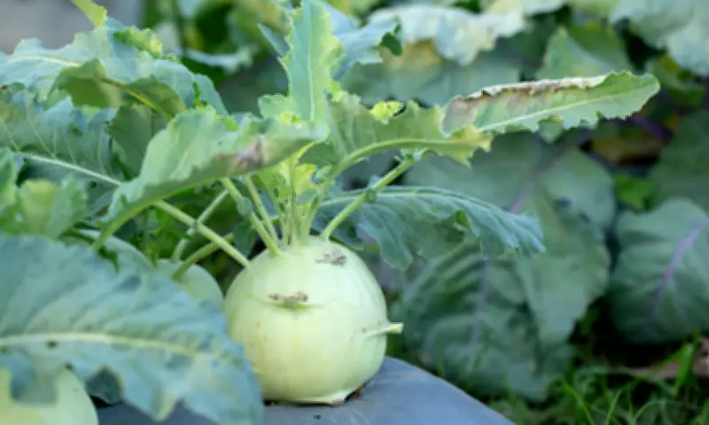 Su hào mùa đông: Lợi ích sức khỏe và những lưu ý quan trọng khi sử dụng