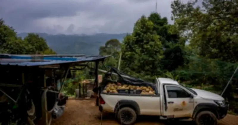 Sầu Riêng Malaysia Khủng Hoảng Khi Thị Hiếu Trung Quốc Chuyển Từ Đông Lạnh Sang Tươi