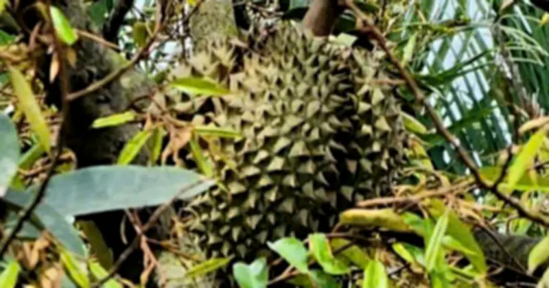 Sầu riêng miền Tây giá cao ngất ngưởng, nông dân phấn khởi nhưng lo ngại phát triển bền vững