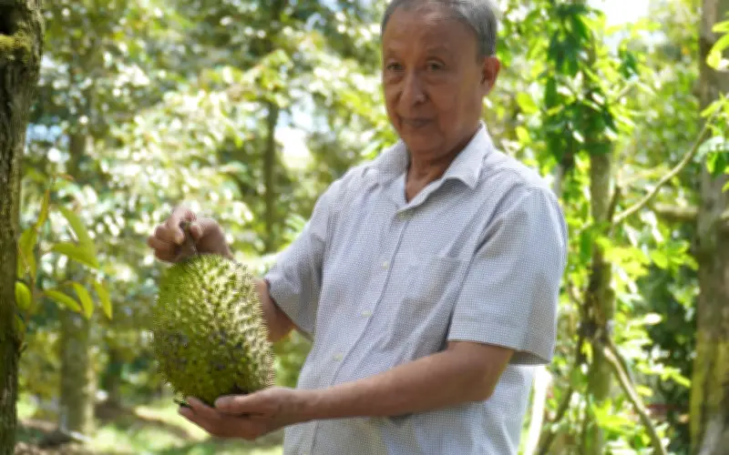 Sầu riêng Đồng Tháp, Vĩnh Long đạt giá cao kỷ lục đầu năm 2026