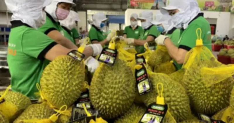 Sầu riêng Việt Nam: Bí mật thành công xuất khẩu nằm ở giống cây và con người