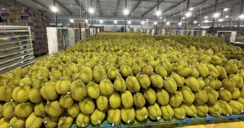 Sầu Riêng Việt Nam Sốt Giá Đầu Năm, Hứa Hẹn Vượt Thái Lan Trên Thị Trường Tỷ Dân