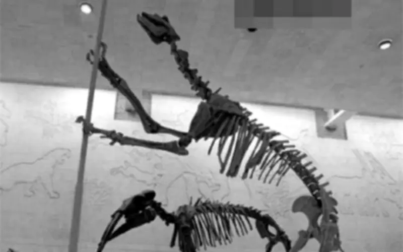 Sói Đầu Lừa: Sinh Vật Tuyệt Chủng 500.000 Năm Bất Ngờ Tái Xuất Ở Trung Quốc