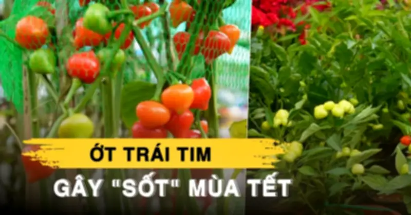 Ớt kiểng trái tim 'gây sốt' tại chợ hoa xuân Bến Bình Đông, giá chỉ 50.000 đồng