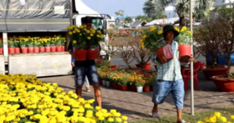 Thị trường hoa Tết 2026 giá mềm, sôi động khắp các tỉnh thành