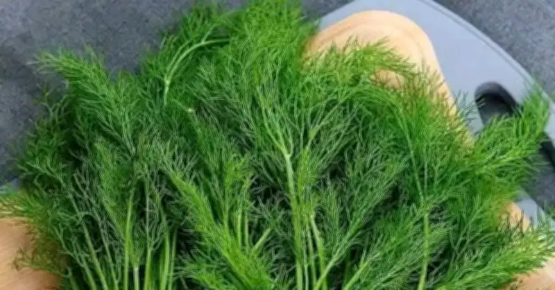 Thì Là: Gia Vị Tạo Hương Và 'Chất Điều Hòa Tiêu Hóa' Tự Nhiên Trong Ẩm Thực Việt