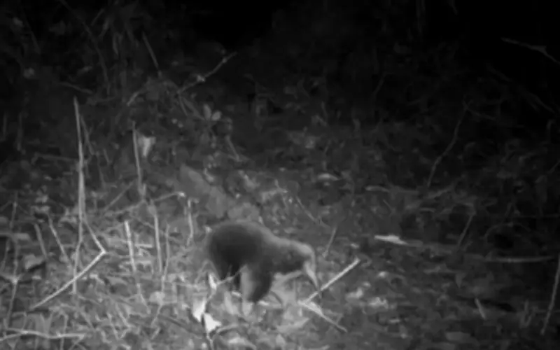 Thú Lông Nhím Mỏ Dài Attenborough Tái Xuất Sau 60 Năm Tưởng Tuyệt Chủng