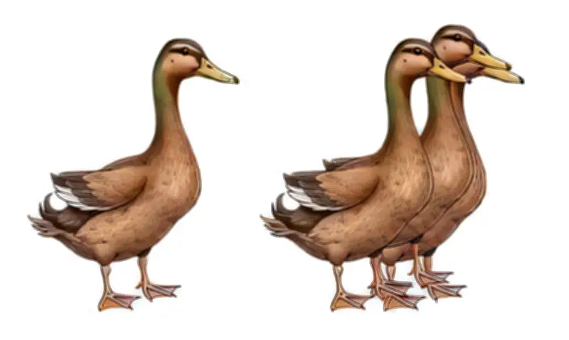 Thử thách đếm vịt: Bài kiểm tra độ tinh anh cho đôi mắt và trí não