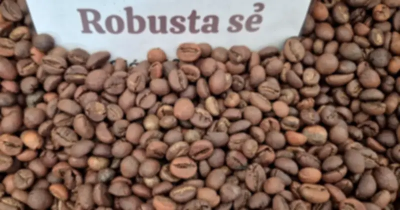 Thị trường cà phê thế giới và Trung Quốc: Giá biến động, xuất khẩu Việt Nam giảm lượng