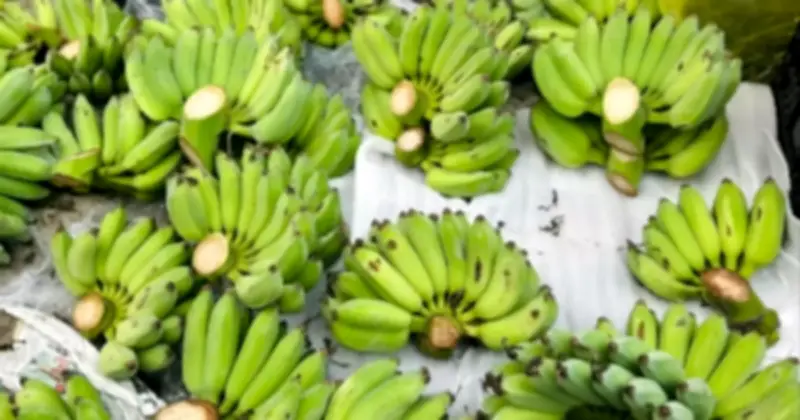 Thị trường chuối xanh Hà Tĩnh 'nóng' cận Tết Bính Ngọ, giá tăng 15-20% do nguồn cung khan hiếm