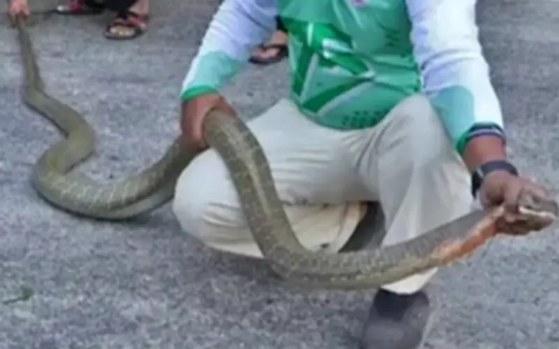 Dân làng Thái Lan hoảng sợ khi phát hiện 3 rắn hổ mang chúa khổng lồ đánh nhau