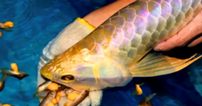 Thanh Hóa: 10 người ngộ độc sau bữa tiệc tết, cảnh báo từ trứng cá rồng