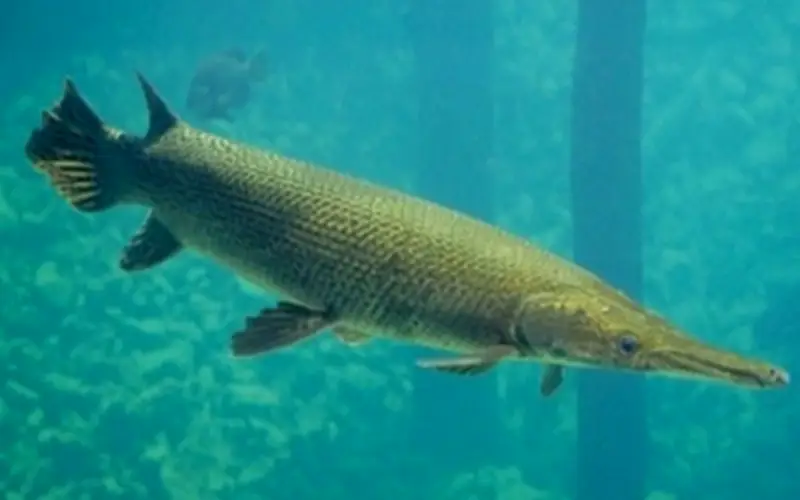 Thanh Hóa: 10 Người Ngộ Độc Sau Khi Ăn Cá Cảnh Phúc Lộc Thọ Trong Bữa Tiệc Tết