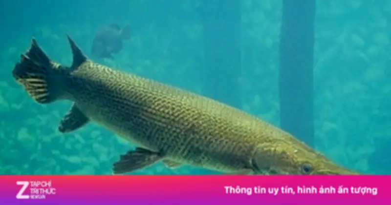 Thanh Hóa: 10 Người Ngộ Độc Sau Khi Ăn Trứng Cá Cảnh Phúc Lộc Thọ