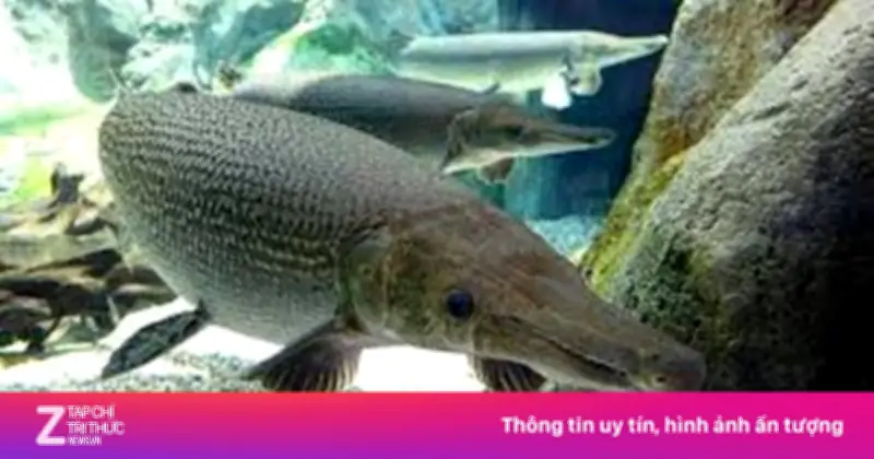 Thanh Hóa: 10 Người Ngộ Độc Sau Khi Ăn Trứng Cá Phúc Lộc Thọ Trong Bữa Tiệc Tết